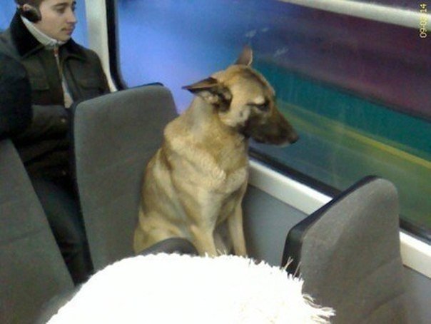 собака в трамвае