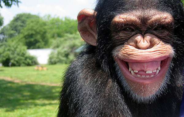 агрессия шимпанзе